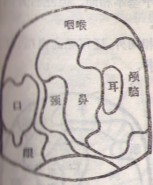 右拇指.jpg