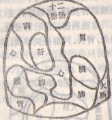 左中指.jpg